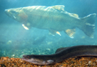 Trout and eel 101327.jpg